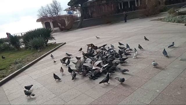 Ялта и голуби.