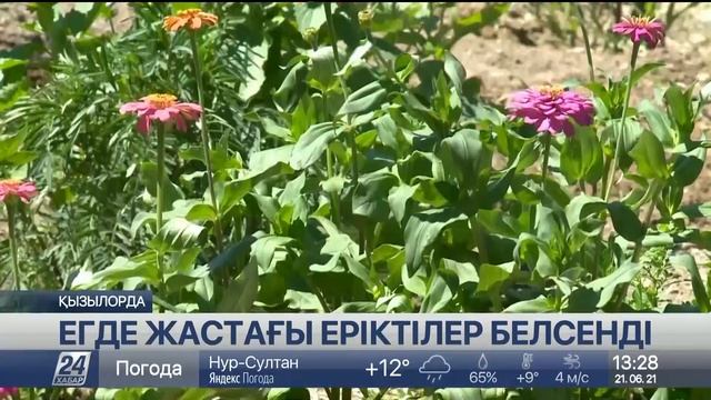 Қызылордада егде жастағы еріктілер қатары артып келеді