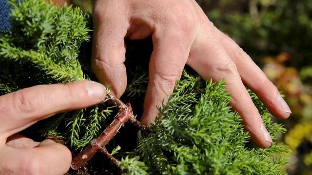 How to turn a £10 juniper into a bonsai