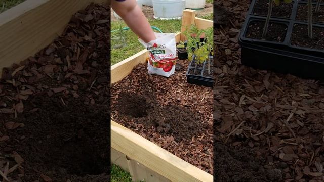 Planting Dad's Sunset Tomatoes