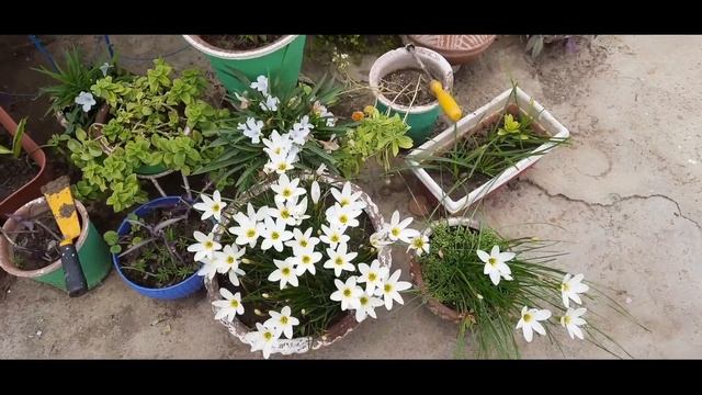 Rain Lili (white beauty)