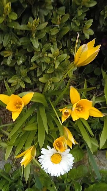 Мини тюльпан,ботанический!Рядом растет маргаритка,представьте размер😘😁