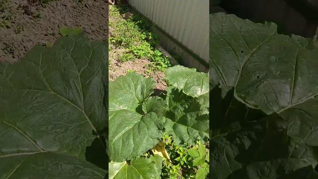 Мой папоротник..и ревень они....