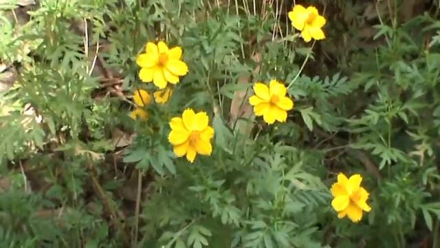 Yellow flowers