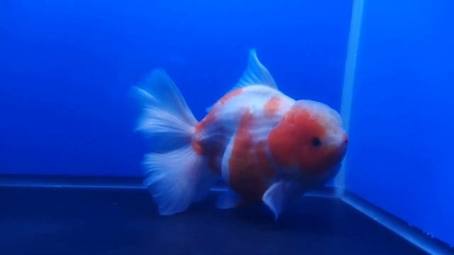Oranda Shogun Sakura 15,5 cm Female