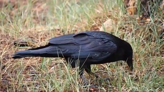 Красивая легкая музыка и пение птиц, очищения от негатива \ Beautiful music, birdsong