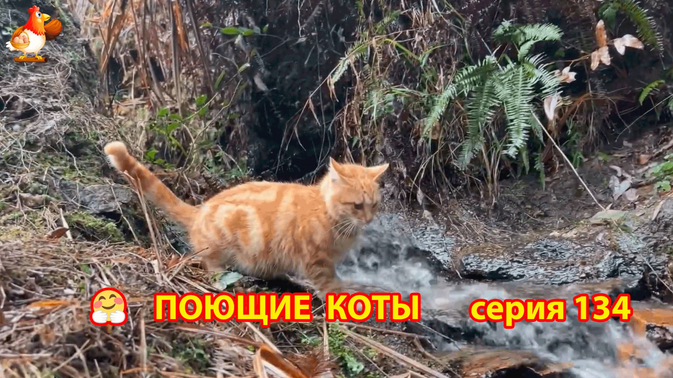 Крутые коты у птичьего двора серия (134) 🐈🐈⬛😹 Природа Абхазии и подворье с птицами и животными ❣