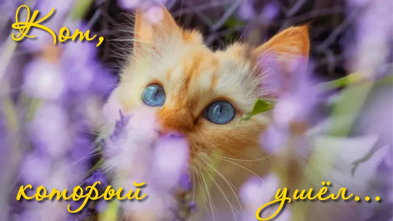Кот, который Ушёл...