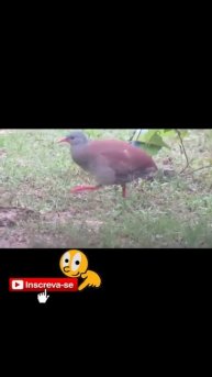 Inhambú Chororó #shorts #natureza #animais