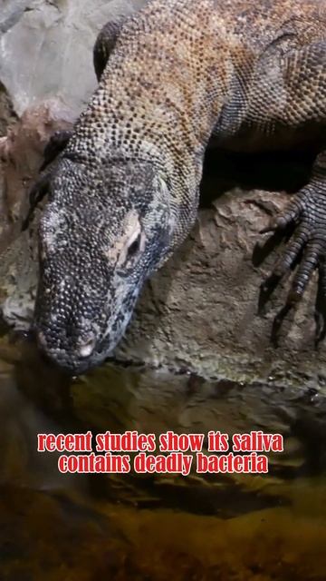 Unveiling Secrets of the World's Largest Lizard! Nature's Living Legend #animals  #shorts
