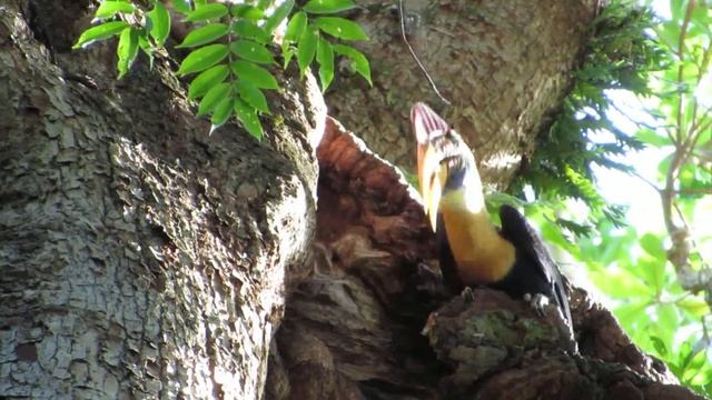 Red Knobbed Hornbill