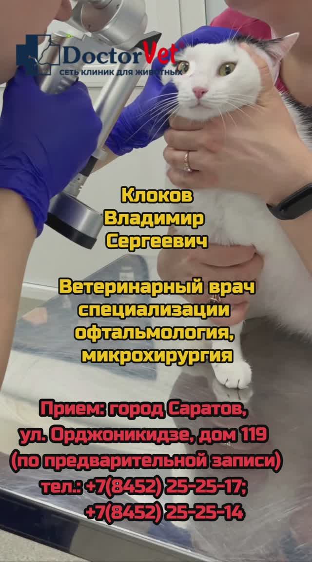 На приёме у ветеринарного врача Клокова Владимира Сергеевича.
Офтальмология, микрохирургия глаза.