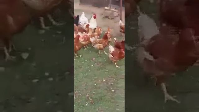 1000040725.mp4