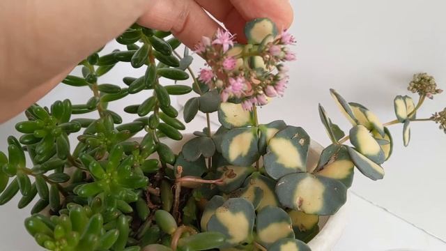 Same succulent grow in full sunlight | in shade