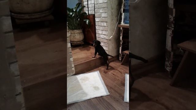 Хартик ещё маленький