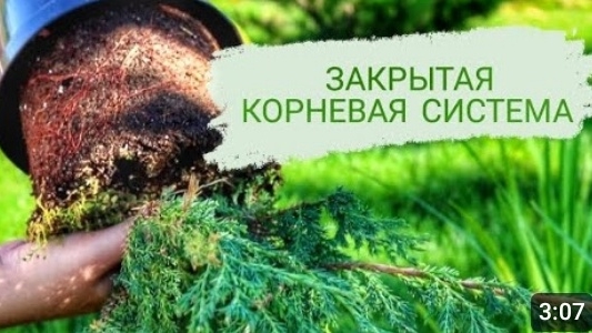 РАСТЕНИЯ С ЗАКРЫТОЙ КОРНЕВОЙ СИСТЕМОЙ