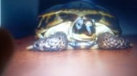 сухопутная черепаха 🐢