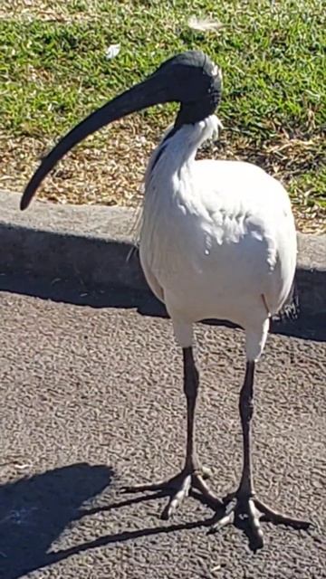 WHITE IBIS BIRDS🇦🇺🪃🕊🦜🐦🦅#birds #bird#ibis#ibisbird#birdlife#birdwatching #birdslover#birdlovers