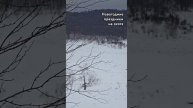 С наступившим Новым годом Выехал на охоту в Башкирию #nature#природа#russia#зима#shortvideo#shorts