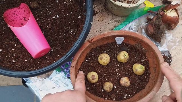 선물받은 #구근 심어주기 얼레지 콜치컴 루디 불루벨