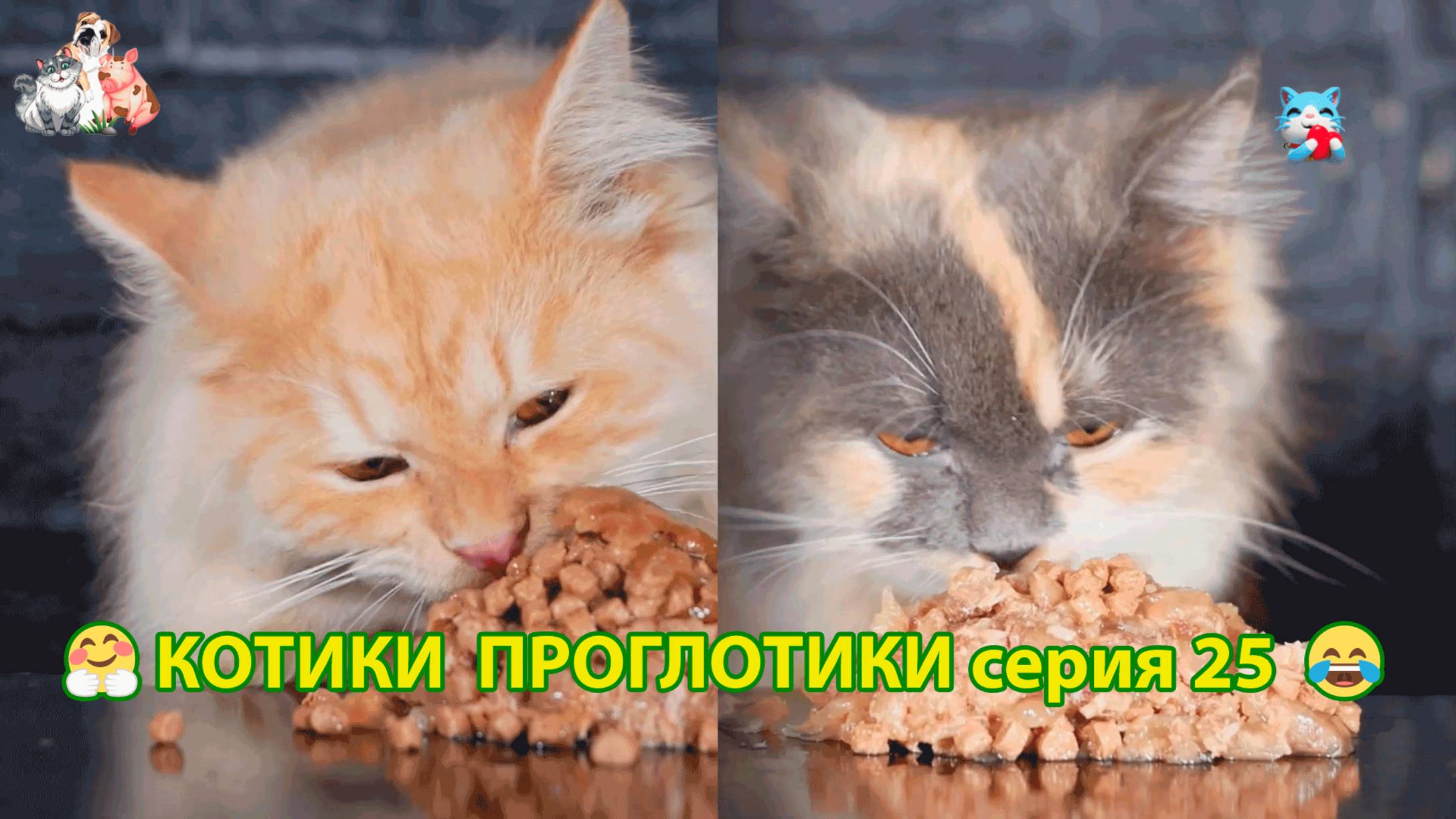 Котики-проглотики растут будущие птицеводы 🐈🐈⬛😹 эпизод (25)