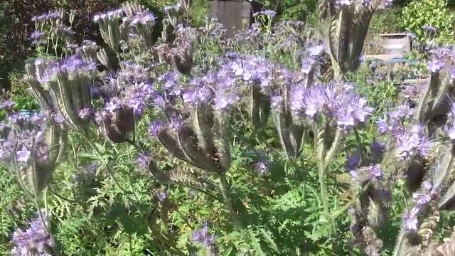 Queen Tree Bee (b.hypnorum) on phacelia