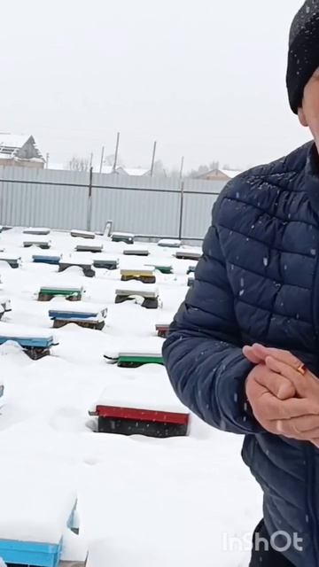 зимовка продолжается 🐝🐝❄️🐝#shorst