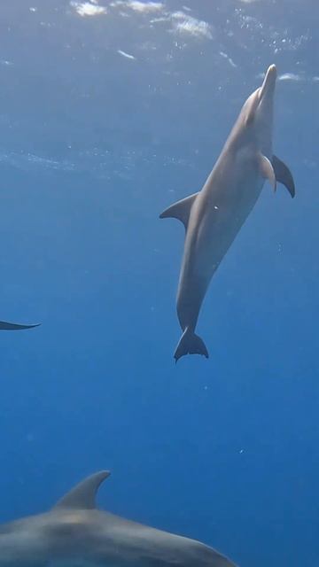 Craziest dolphin encounter ever! 🥹 #shorts #dolphins #sailing