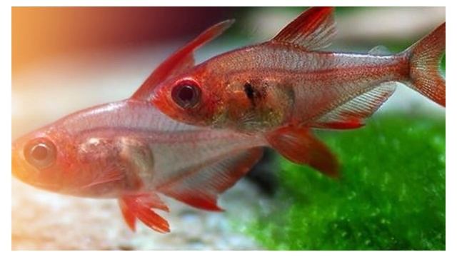 "Red Phantom Tetra: Chill Vibes with Serene Serpae tetra Cousin 🐟✨ | #FISH4U Daily Uploads!