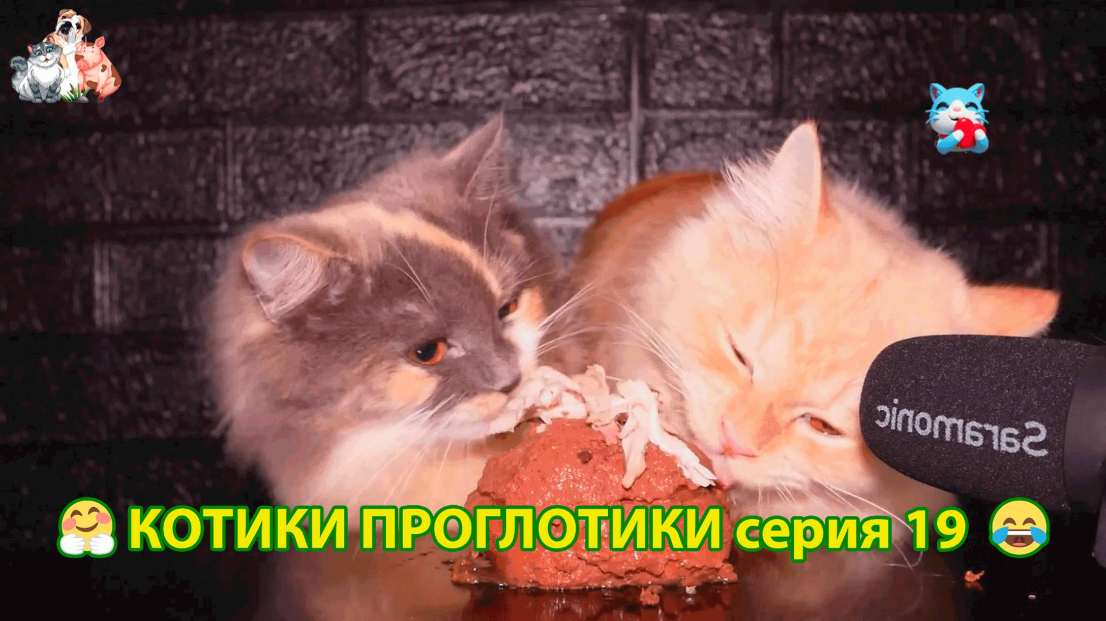 Котики-проглотики растут будущие птицеводы 🐈🐈⬛😹 эпизод (19)