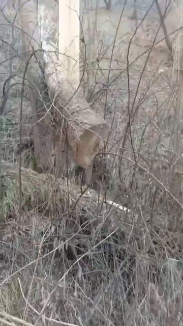 тополь дерево Узбекистана