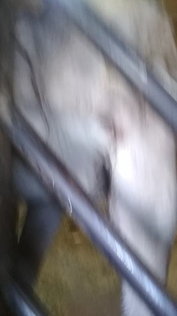 Слон