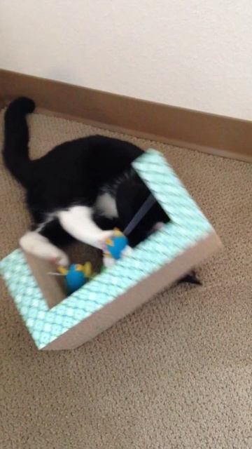 Cat and new toy/ねこと新しいおもちゃ