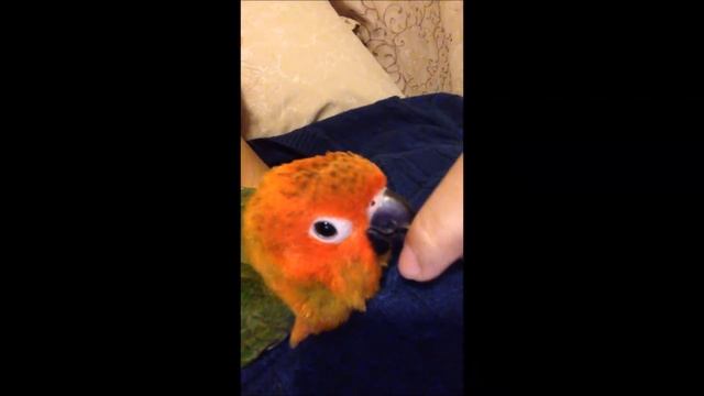 コガネメキシコインコ　シェリー　ヒナ　sun conure baby cherry