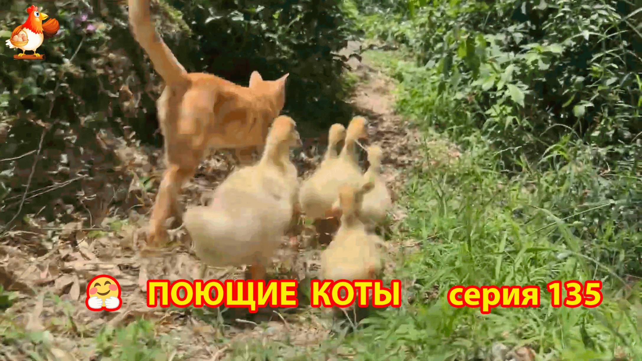 Крутые коты у птичьего двора серия (135) 🐈🐈⬛😹 Природа Абхазии и подворье с птицами и животными ❣
