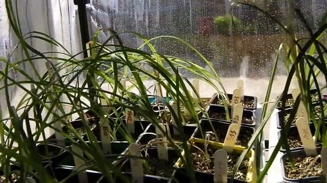 serre froide hémérocalles 2011