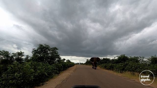 Why the Northern Parts of Kruger National Park Will Surprise You (Punda Maria, Pafuri, Shingwedzi)