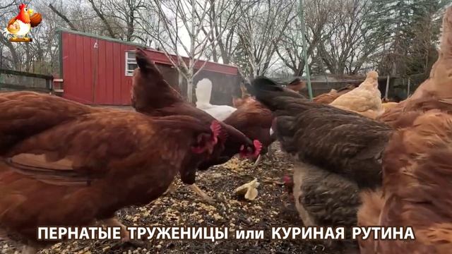 Куры несушки свободного выгула и их обычная куриная рутина – эпизод (35)