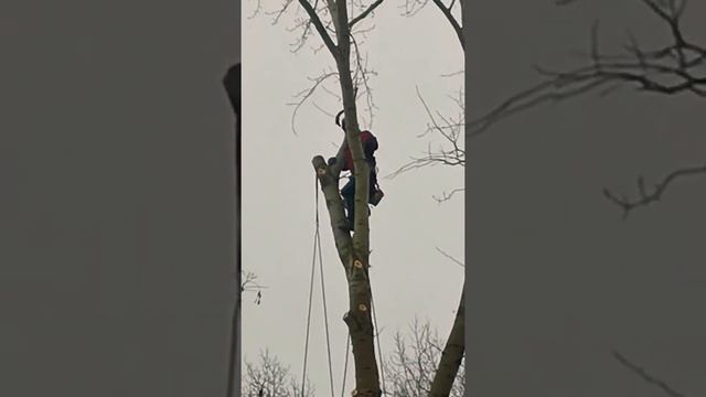 Валка, обрезка, спил деревьев методом альпинизма в екатеринбурге и области.