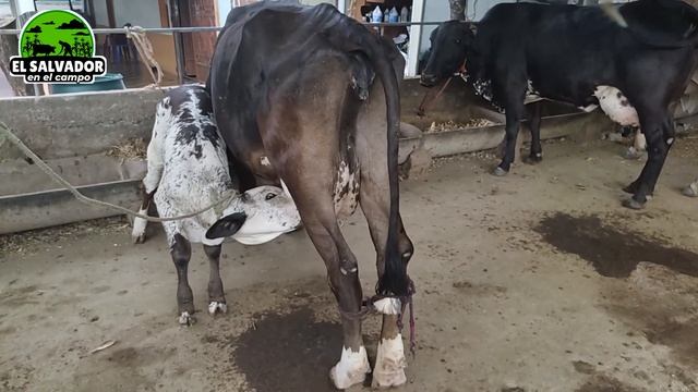 Vacas lecheras Ganadería GS-El Salvador en el campo