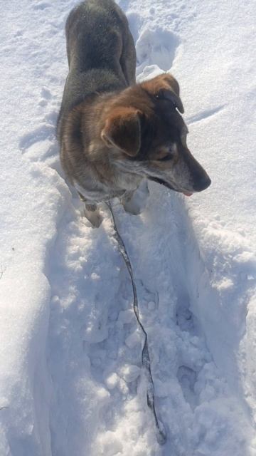 пупсик