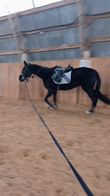Дольче Вита, работа на корде. #horse #equestrian #лошади #pony