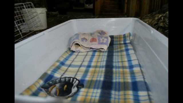 Как "жрун великий" в комиссара Ежи превращался