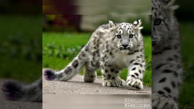 Песня (Dream It Possible) картинками
