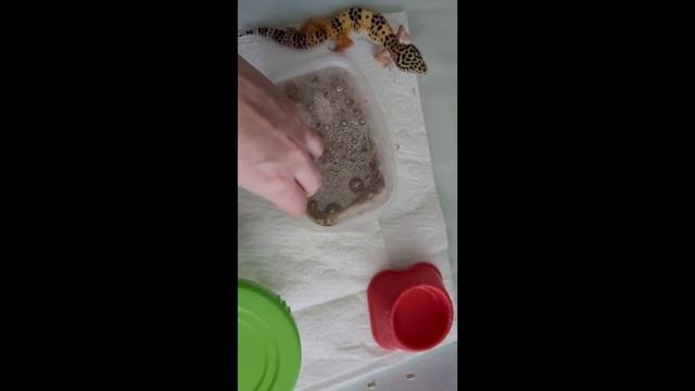 яйца улитки. рождения маленьких улиток.