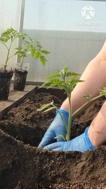 Высаживаю помидоры только так и всегда хороший урожай! Высадка рассады в теплицу!