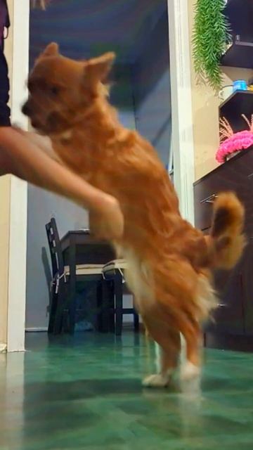 Игривая Малышка #pets #shorts #собака #slowed
