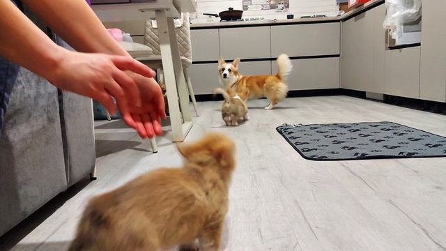 Корги мама и щенки😊