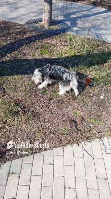 Большие птицы не дают Кнопе даже присесть....