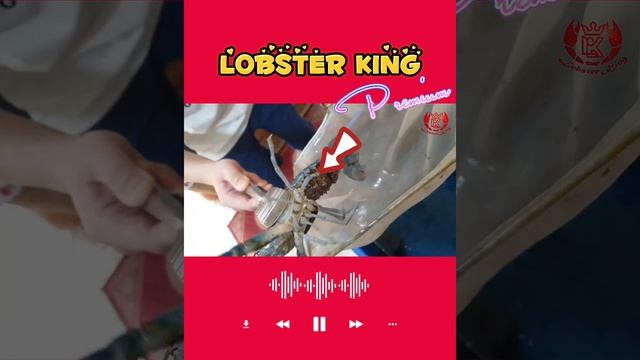 Albino Blue Lobster Babies born ( Prof Dr Shawn loh  拿督罗盛年教授 )  稀有白化蓝澳龙宝宝出生记